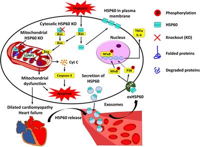 Heat Shock Protein 60 in Cardiovascular Physiology and Diseases